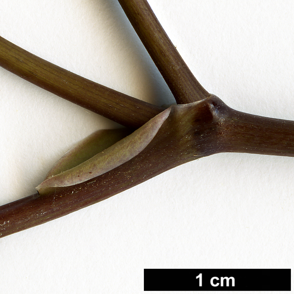 High resolution image: Family: Piperaceae - Genus: Macropiper - Taxon: excelsum High resolution image: Family: Piperaceae - Genus: Macropiper - Taxon: excelsum